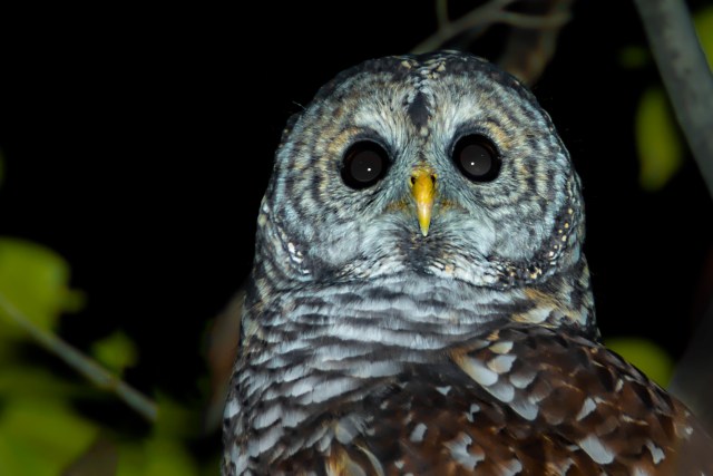Barred Owl