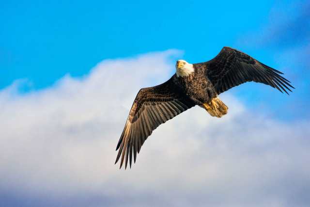 Conowingo-Dam-Eagle