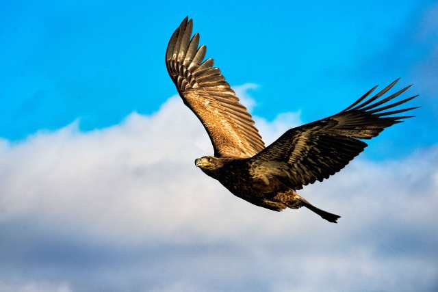 Conowingo-Dam-Immature-Eagle