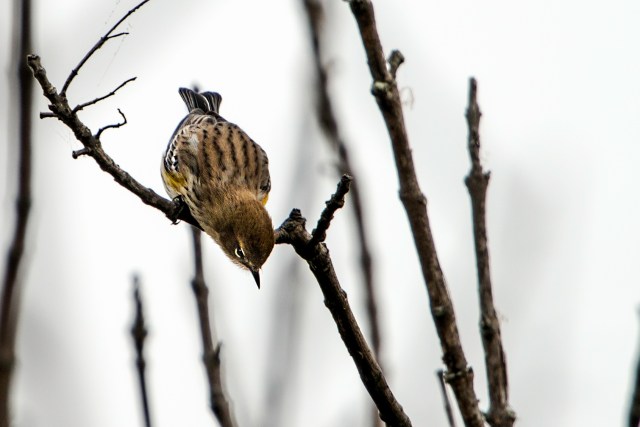 Yellow-rumped-Warbler-2