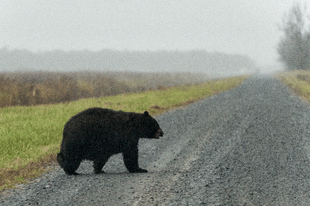 Bear-Crossing-Road-1