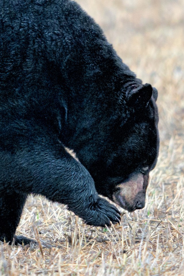Black-Bear-11
