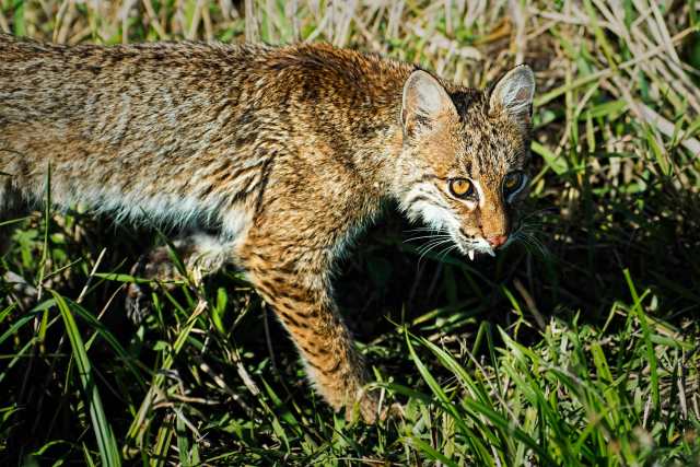 Bobcat-1