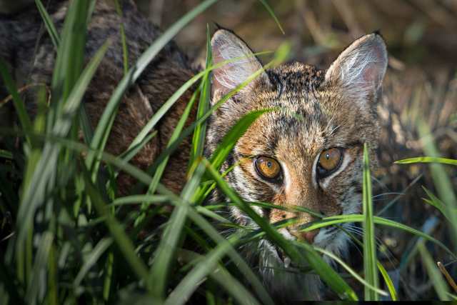 Bobcat-on-the-Prairie