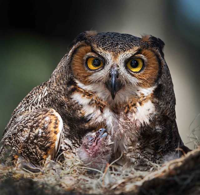 Female-Great-Horned-Owl-with-Owlet