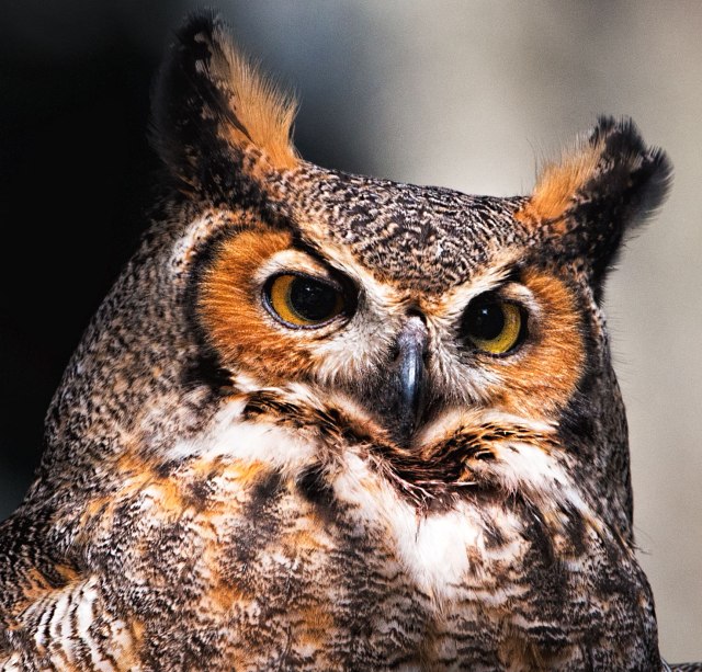 Great-Horned-Owl