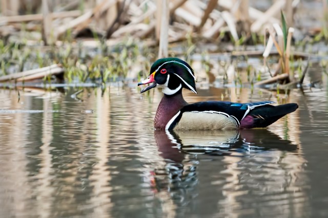 Drake-Wood-Duck-at-HM-3