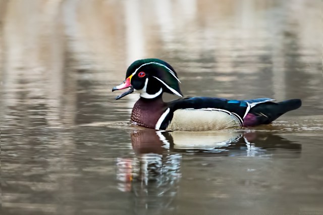 Drake-Wood-Duck-at-HM-4