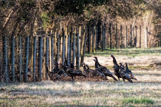 Turkeys-at-Merrimac-Farm-WMA-2