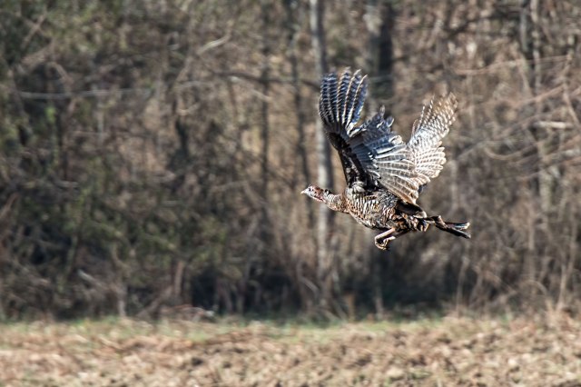 Turkeys-at-Merrimac-Farm-WMA-3