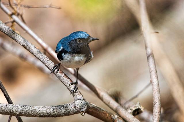 Black-throated-Blue-Warbler-2