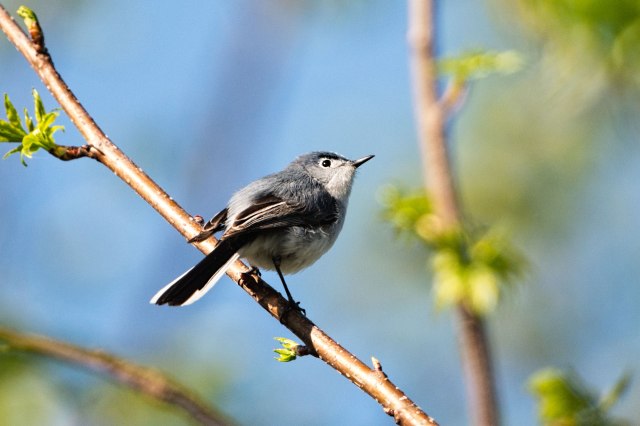 Blue-gray-Gnatcatcher