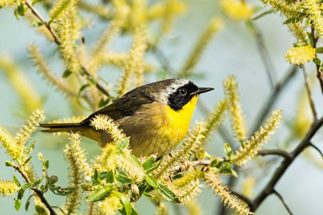 Common-Yellow-throat-Warbler-2