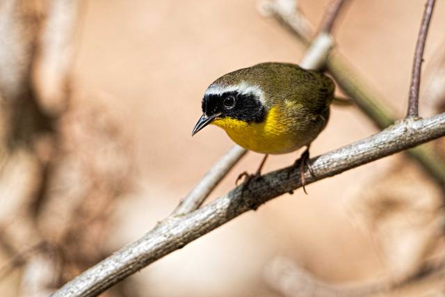 Common-Yellow-throat-Warbler