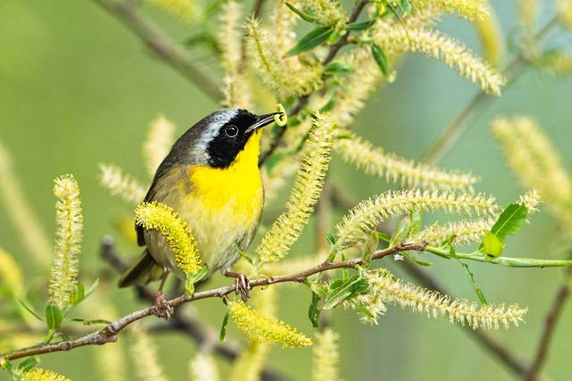 Common-Yellow-throat-Warbler