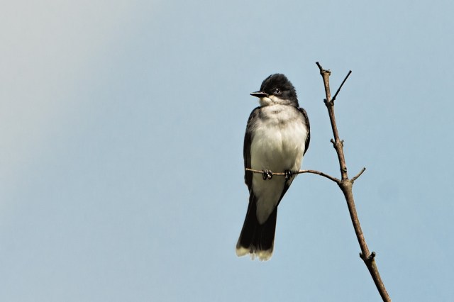 Eastern-Kingbird