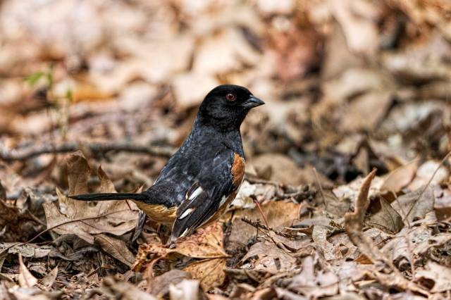 Eastern-Towhee
