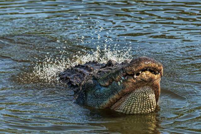 Gator-Dancing-Water-3