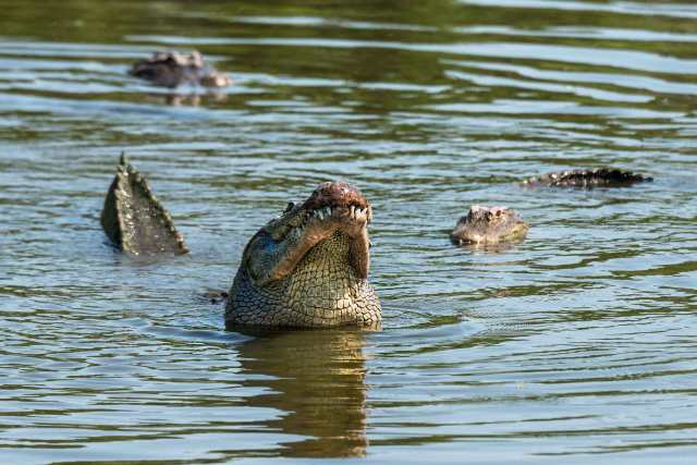 Gator-Getting-Ready-to-Bellow-2