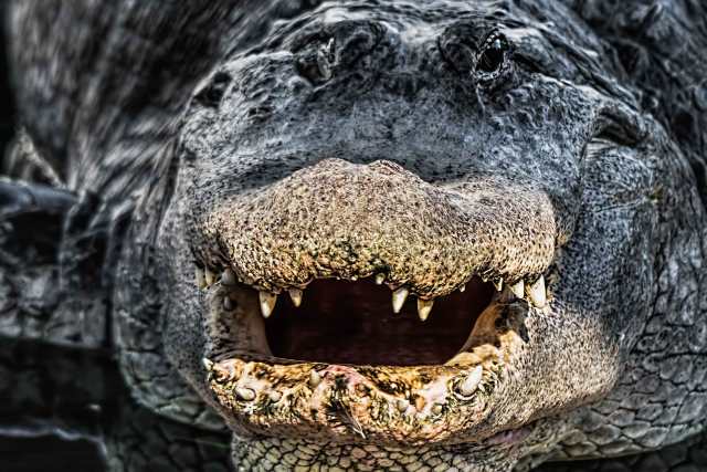 Old-Bull-Gator-Smile