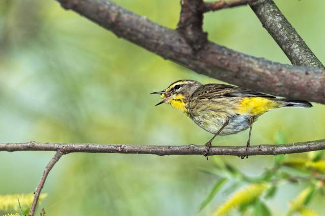 Palm-Warbler
