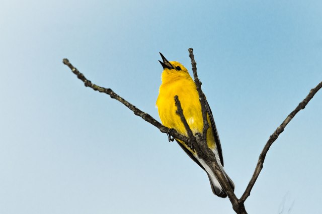 Prothonotary-Warbler