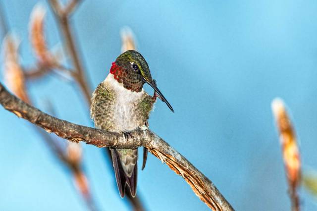 Ruby-throated-Hummingbird
