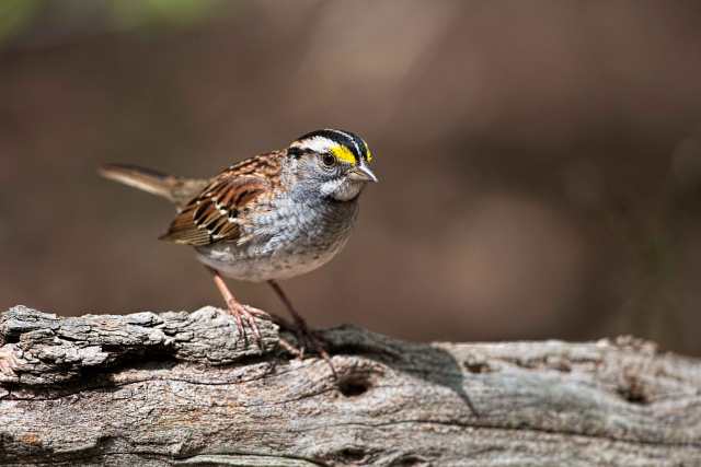 White-throated-Sparrow