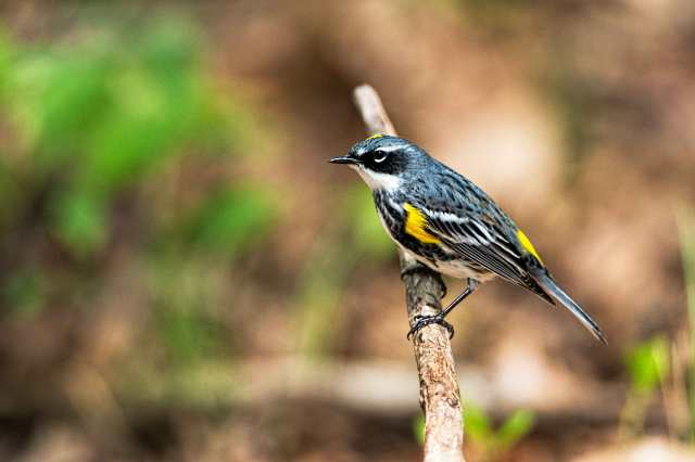 Yellow-rumped-Warbler-2