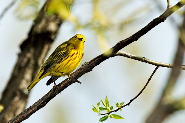 Yellow-Warbler-2