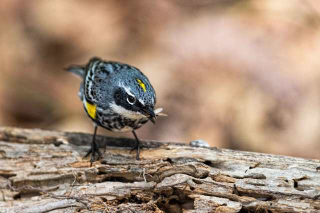 Yellow-Warbler-with-Insect