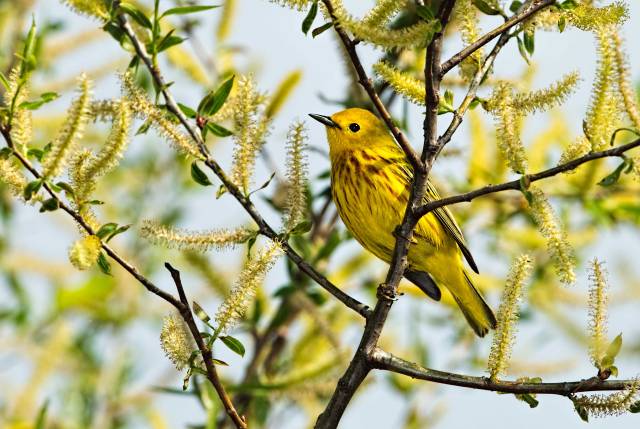 Yellow-Warbler