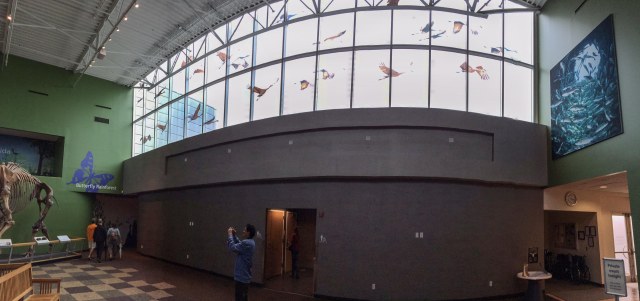 Sandhill Cranes at FL Museum 2