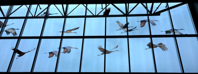 Sandhill Cranes at FL Museum