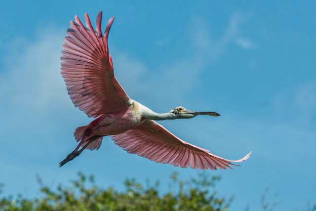 Spoonbill-in-Flight