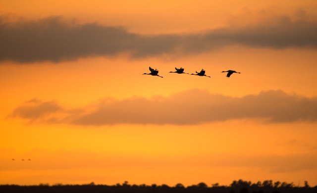 Four-Sandhill-Cranes-at-PPSP-Sunset