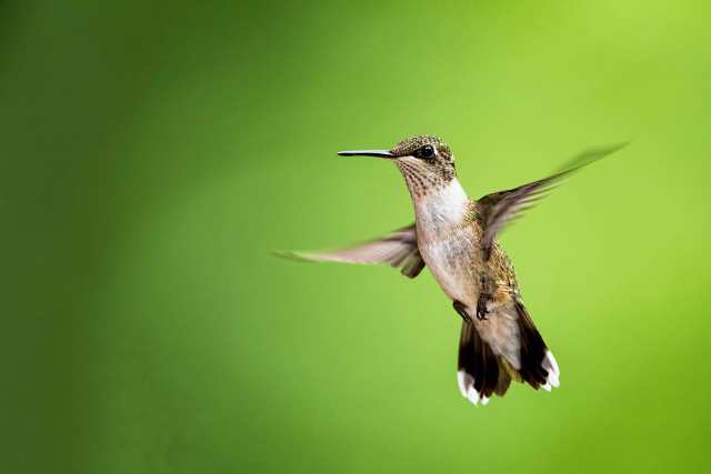 Female-Ruby-throated-Hummingbird
