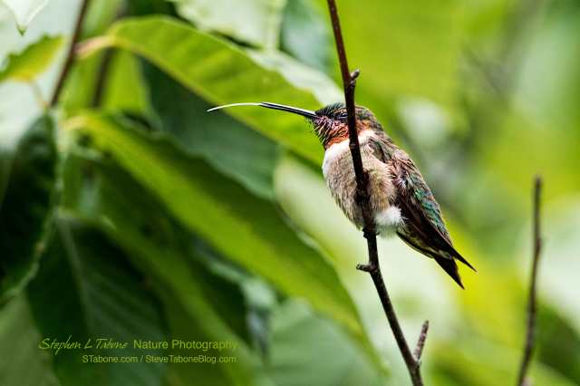 Male-Ruby-throated-Hummingbird-2-wLGo