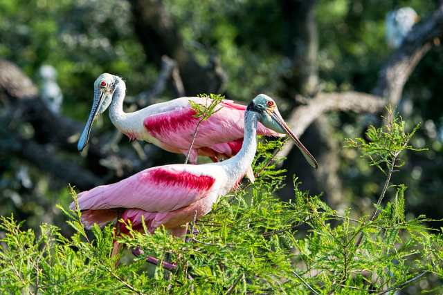 Pair-of-Rosate-Spoonbills