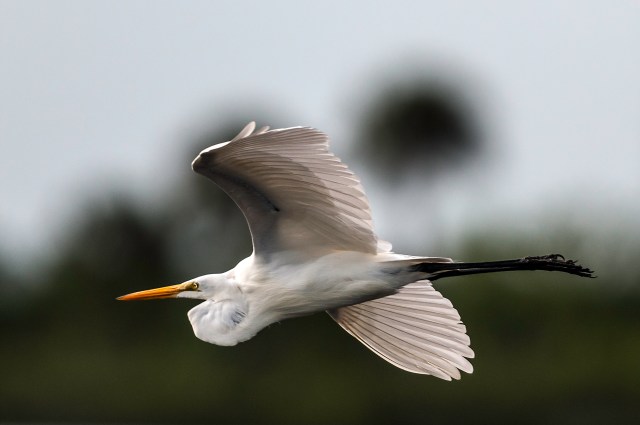 Egret