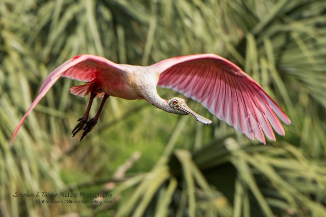 Roseate-Spoonbill-in-Flight-wL