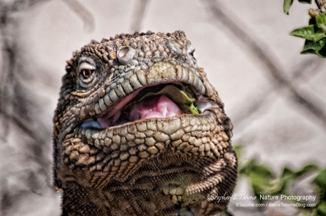 Galapagos-Land-Iguana-3-wL