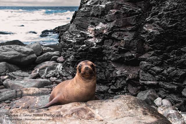 Sea-Lion-on-Rocks-on-Espanola-Island