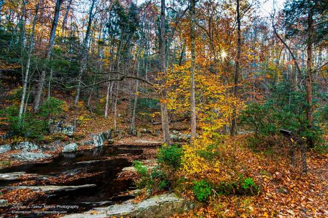 Quantico-Creek-Prince-William-Forest-with-Sunburst