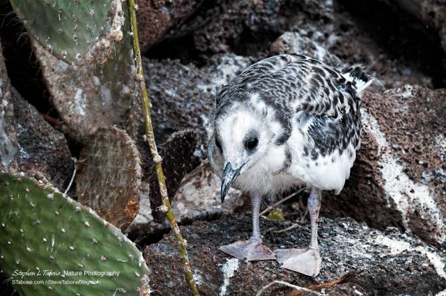 Swallow-tailed-Gull-Chick-2
