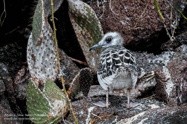 Swallow-tailed-Gull-Chick