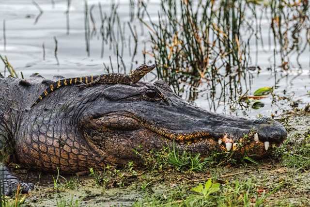 Mother-and-Baby-Gators