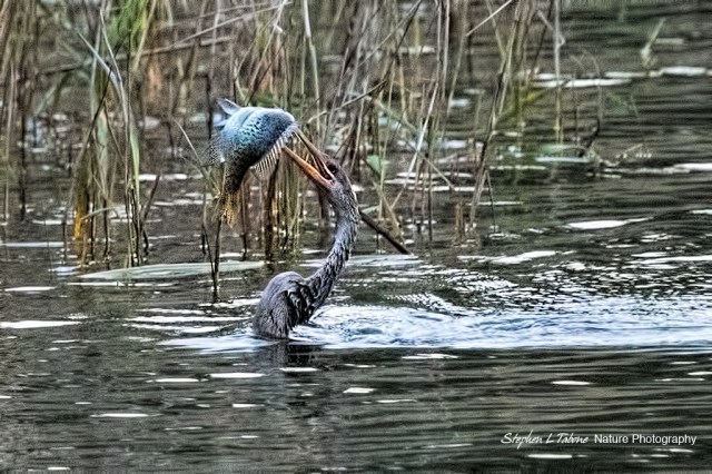 Anhnga-with-Fish-Lake-Wauburg-fW