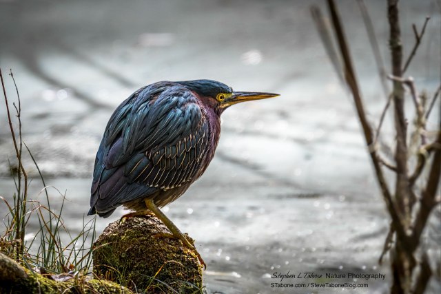 Green-Heron-at-Paynes-Prairie-Preserve-3200