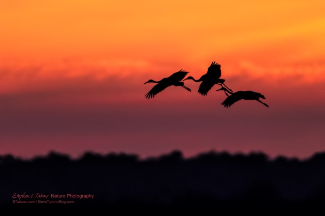 Sandhill-Cranes-Flying-the-Prairie-at-Sunset